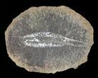 Didontogaster Fossil Worm (Pos/Neg) - Mazon Creek #70591-1